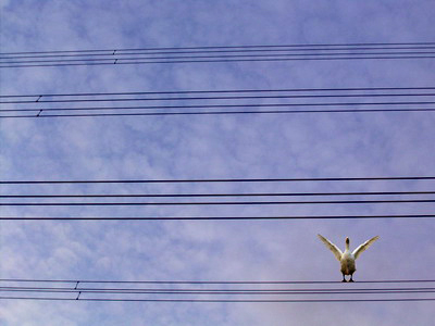 Gans im Strom
